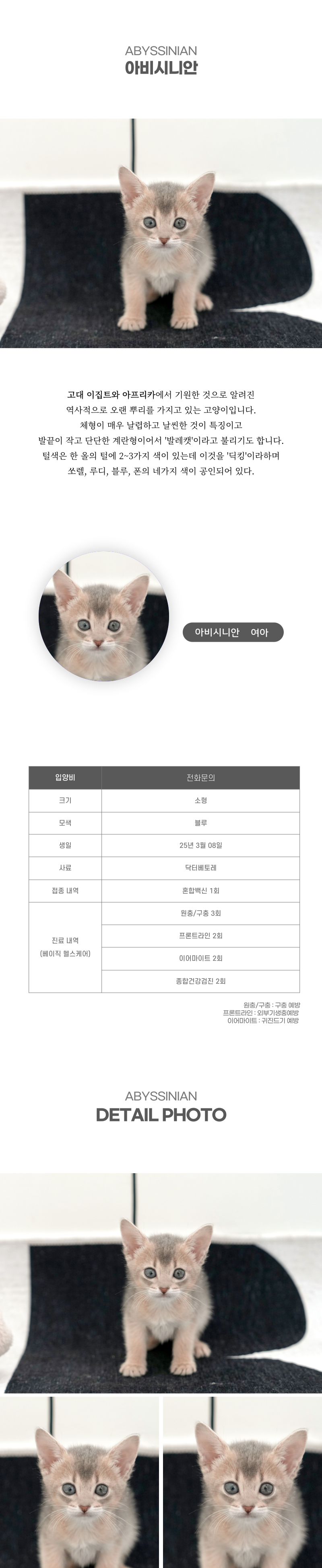 아비시니안_상세이미지_2